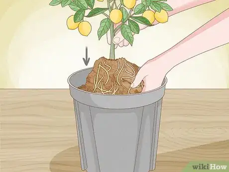 Image titled Grow Lemon Trees Indoors Step 8