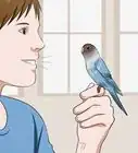 Gain Your Parakeet's Trust