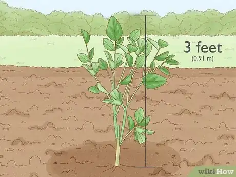 Image titled Know How Long It Takes for a Tree to Grow Step 6