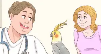 Know if a Cockatiel Is Right for You