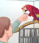 Train a Bird to Step on Your Finger