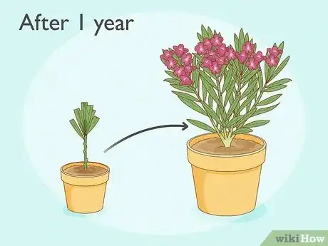 Image titled Grow Oleanders from Cuttings Step 9