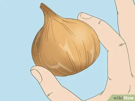 Image titled Tell if an Onion Is Bad Step 4