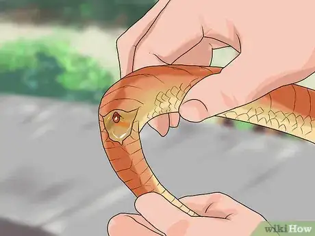 Image titled Sex a Corn Snake Step 4