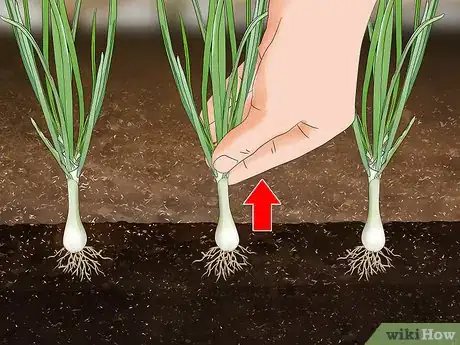 Image titled Grow Sweet Onions Step 11