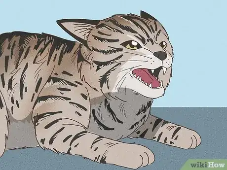 Image titled Tell if Your Cat Is Mixed with Bobcat Step 11