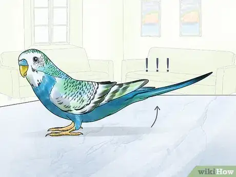 Image titled Potty Train a Parakeet Step 5