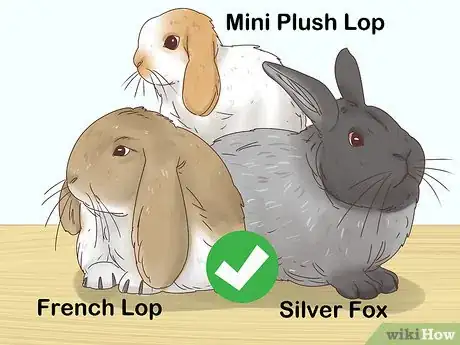 Image titled Choose a Rabbit Breed Step 2