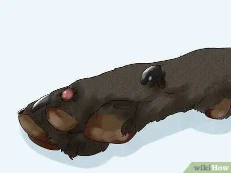 Image titled Treat a Ruptured Cyst on a Dog Step 11