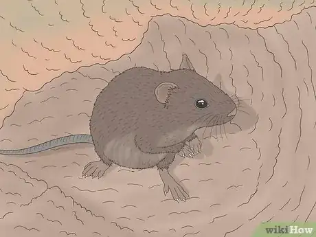 Image titled Field Mouse vs House Mouse Step 7