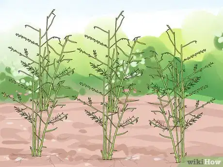 Image titled Grow Purple Asparagus Step 15