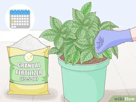 Image titled Grow Gardenia from Cuttings Step 15