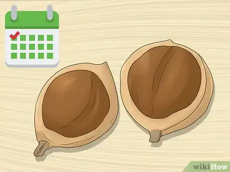 Image titled Harvest Macadamia Nuts Step 9