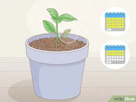 Image titled Grow Gardenia from Cuttings Step 11