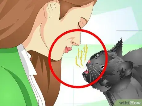 Image titled Get Rid of Bad Cat Breath Step 11