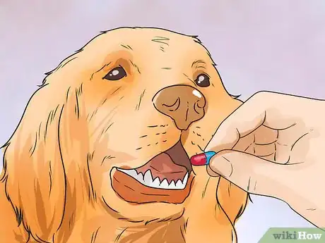 Image titled Help a Female Dog Who Is Injured Urinate Step 10