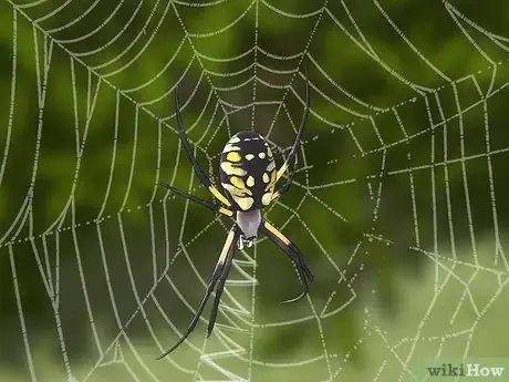 Image titled Identify the Most Common North American Spider Species Step 8