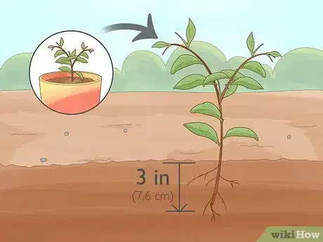 Image titled Plant Calamansi Step 15