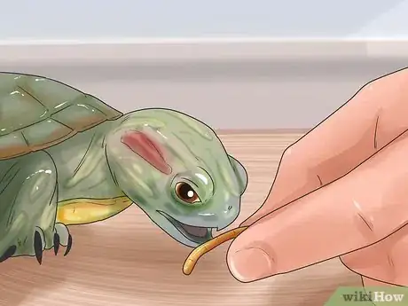 Image titled Keep Your Turtle Happy Step 6