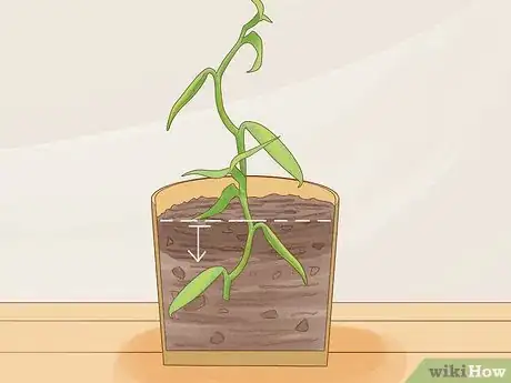 Image titled Grow Vanilla Step 7