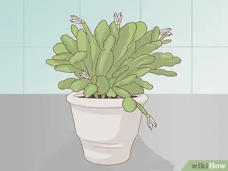 Image titled Make an Easter Cactus Bloom Step 17