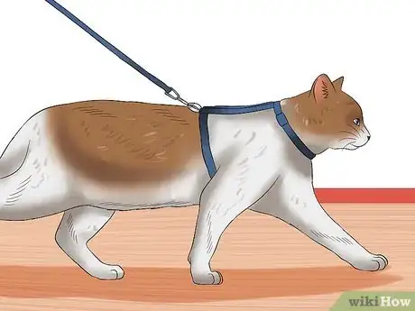 Image titled Keep a Cat Safe Outside Step 2