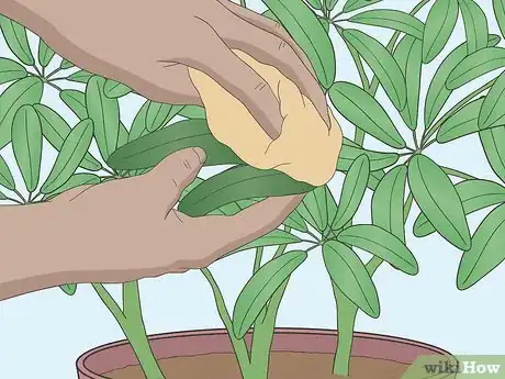 Image titled Care for a Dwarf Umbrella Plant Step 8