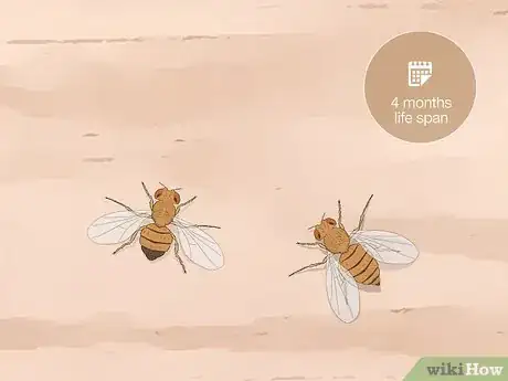 Image titled Distinguish Between Male and Female Fruit Flies Step 8