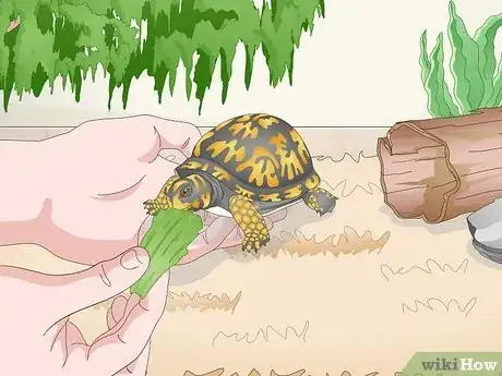 Image titled Care for an Eastern Box Turtle Step 16