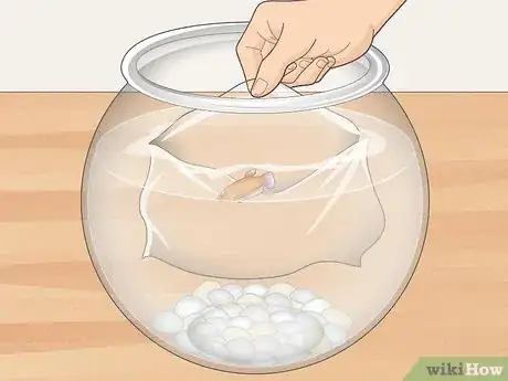 Image titled Clean a Betta Fish Bowl Step 20