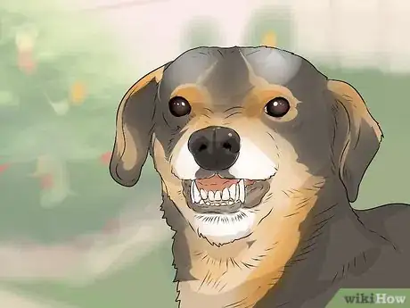 Image titled Tell if a Dog Is Going to Attack Step 7