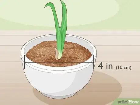 Image titled Grow Dates Indoors Step 13