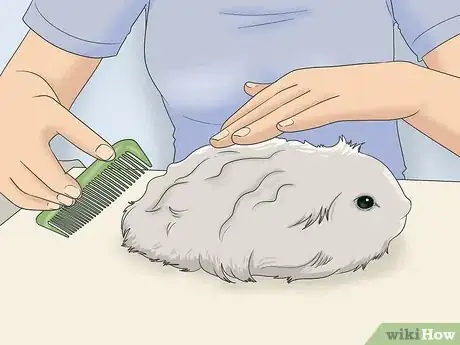 Image titled Get Knots Out of a Guinea Pig's Fur Step 8