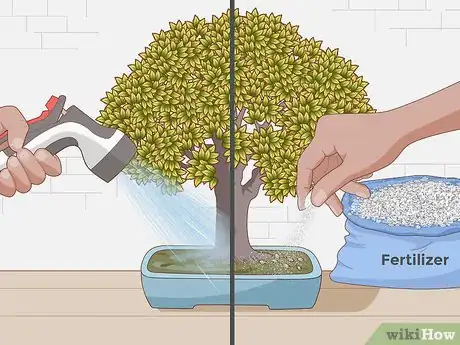 Image titled Grow and Care for a Bonsai Tree Step 8