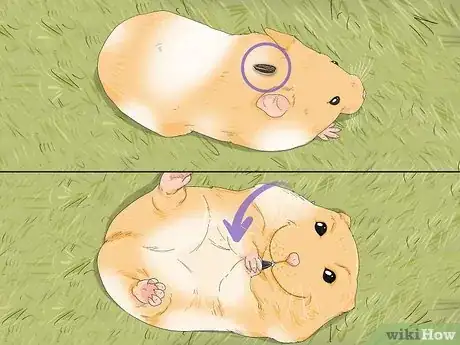 Image titled Train Your Hamster Step 7