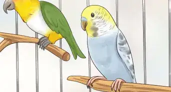 Know if a Caique Parrot Is Right for You