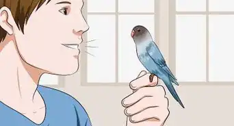Gain Your Parakeet's Trust