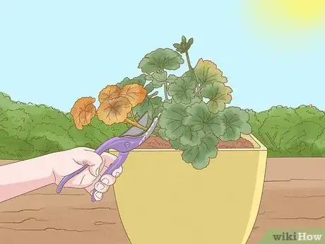Image titled Grow Geraniums in Pots Step 19