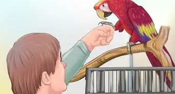 Train a Bird to Step on Your Finger
