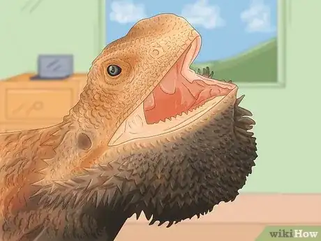 Image titled Tell the Sex of a Bearded Dragon Step 7