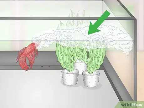 Image titled Selectively Breed Betta Fish Step 16