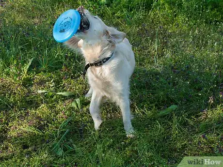 Image titled Teach a Dog How to Catch a Frisbee Step 5