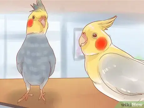 Image titled Keep Your Cockatiel Happy Step 13