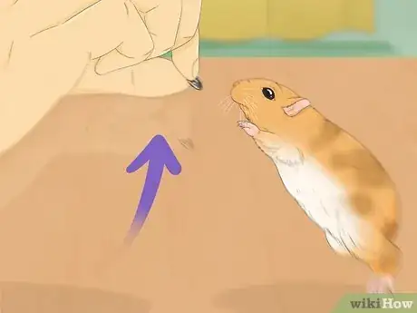 Image titled Train Your Hamster Step 8