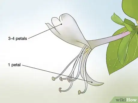 Image titled Eat Honeysuckle Step 10