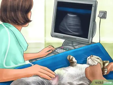 Image titled Diagnose Feline Intestinal Lymphoma Step 8