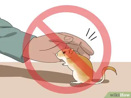 Image titled React when Your Gerbil Bites or Scratches Step 9