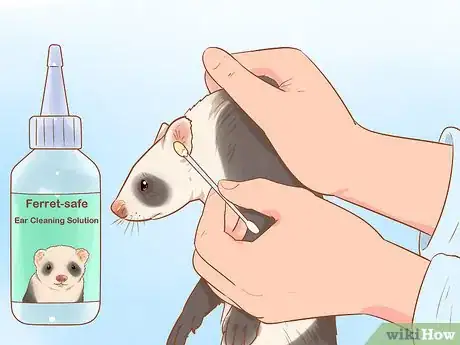 Image titled Clean a Ferret's Ears Step 5