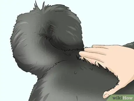Image titled Identify a Caucasian Shepherd Dog Step 9