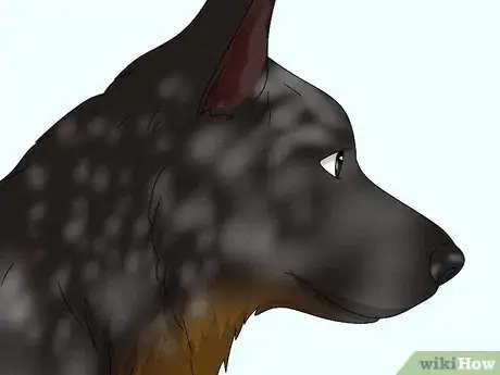 Image titled Identify an Australian Cattle Dog Step 4
